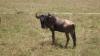 02gnu u prolazu