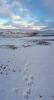 svalbard bibo 003